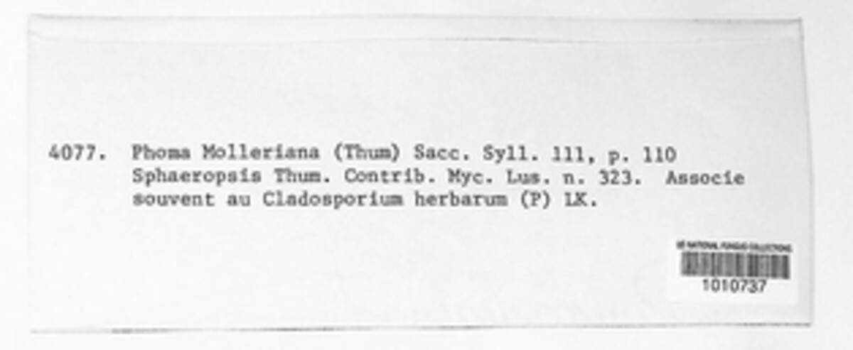 Phacidium mollerianum image